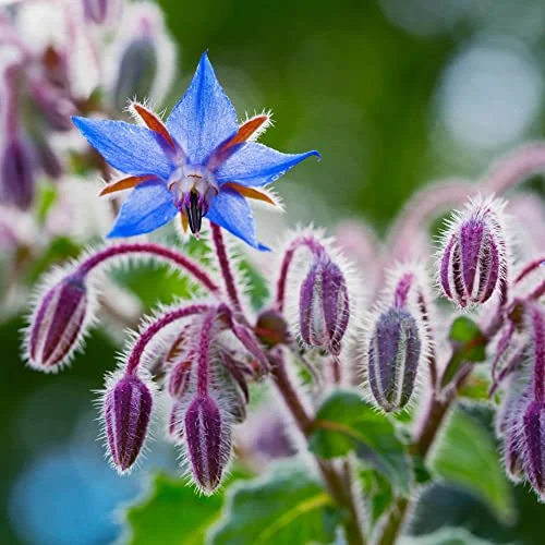 Organic Borage Plant, (Borago officinalis) in 2.5 inch Pot - Starflower Plant - Pollinator Friendly with Edible Flowers