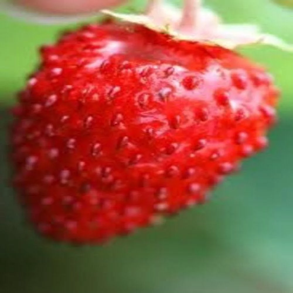 Strawberry Alpine Red Wonder (Fragaria Vesca) Great Heirloom Vegetable 40 Seeds