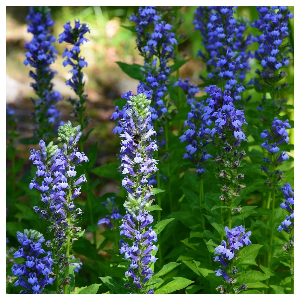 Everwilde Farms - 1 oz Great Blue Lobelia Native Wildflower Seeds - Gold Vault Bulk Seed Packet