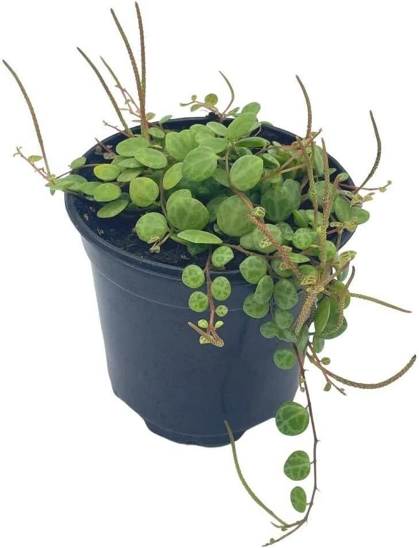 String of Turtles, Peperomia prostrata, Vining Plant, Live in a 4 inch Pot