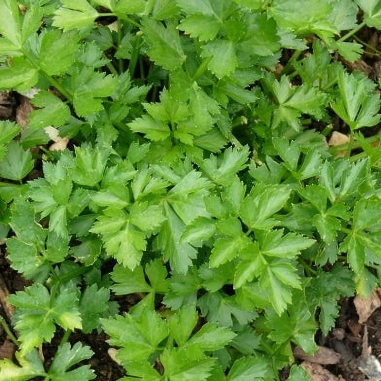 Parsley Seeds - Hamburg Rooted - 1 Ounce -  Herb Seeds,  Heirloom Seed  Easy to Grow & Maintain, Edible, Fast Growing, Culinary