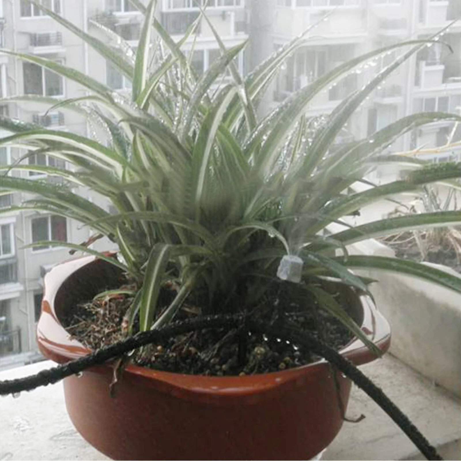 Irrigation System,Diy Kit With Quick Patio Lawn Nozzles Quick Patio 10m/32.8ft Diy Kit Dsfen Qisuo Lawn Er Beds Solinder