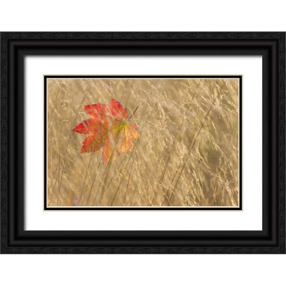 Paulson, Don 32x23 Black Ornate Wood Framed with Double Matting Museum Art Print Titled - WA, Seabeck Vine maple leaf caught in fall grass