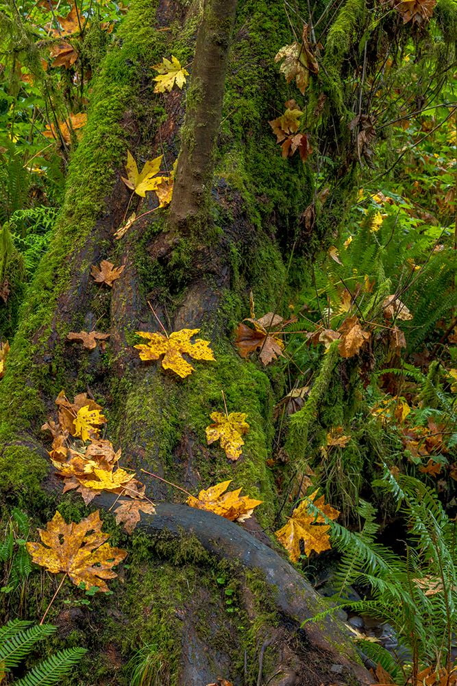 Haney, Chuck 11x14 White Modern Wood Framed Museum Art Print Titled - Bigtooth Maple leaves in autumn along Munson Creek near Tillamook-Oregon-USA