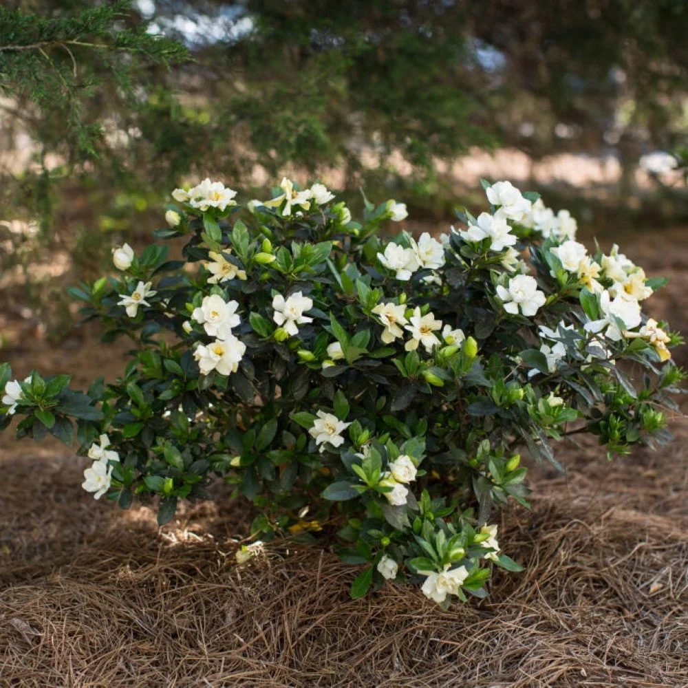 Pixies Gardens Sweet Tea Gardenia 3 Gallon