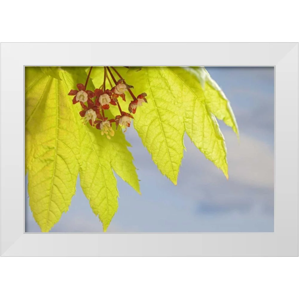 Paulson, Don 32x23 White Modern Wood Framed Museum Art Print Titled - Washington, Seabeck Flowering vine maple leaf