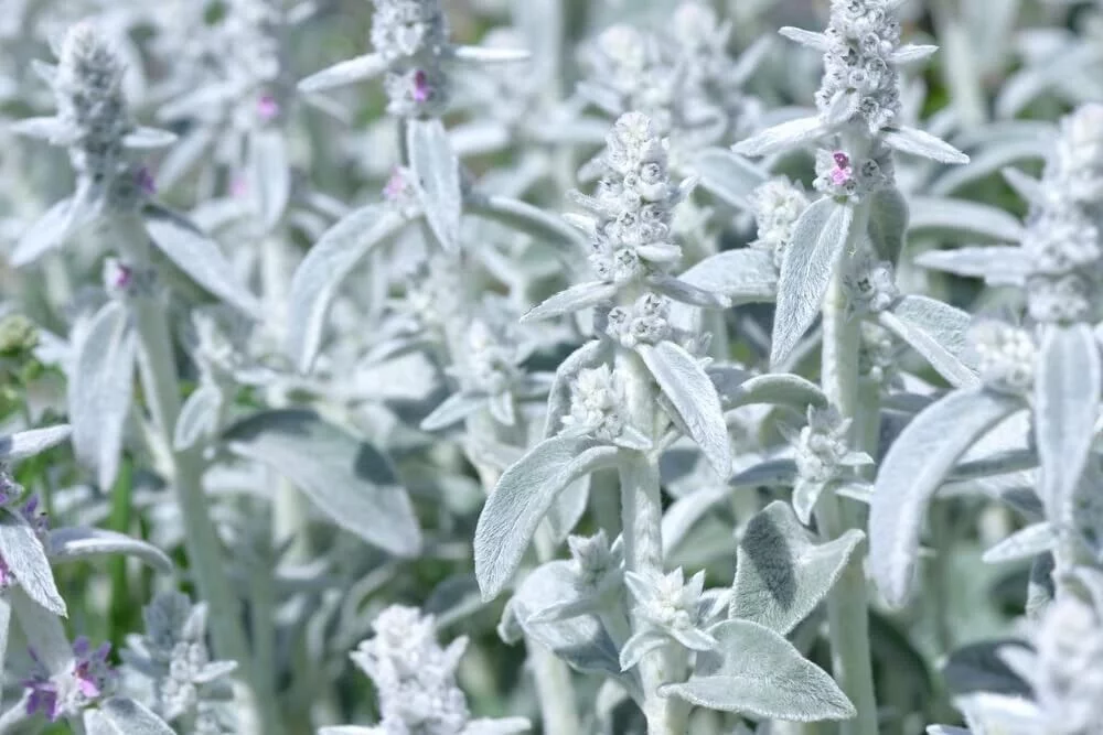 Rabbit Ear Plant Seeds for Planting | 30+ Seeds |