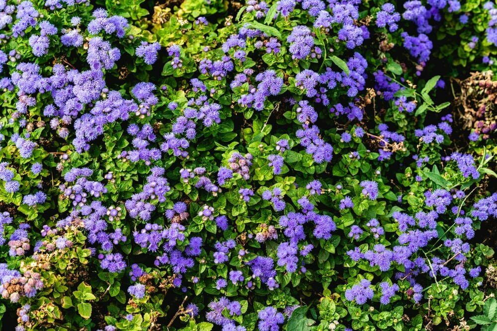200 Plus Globe Gilia Seeds for Planting Beautiful Annual Wildflower