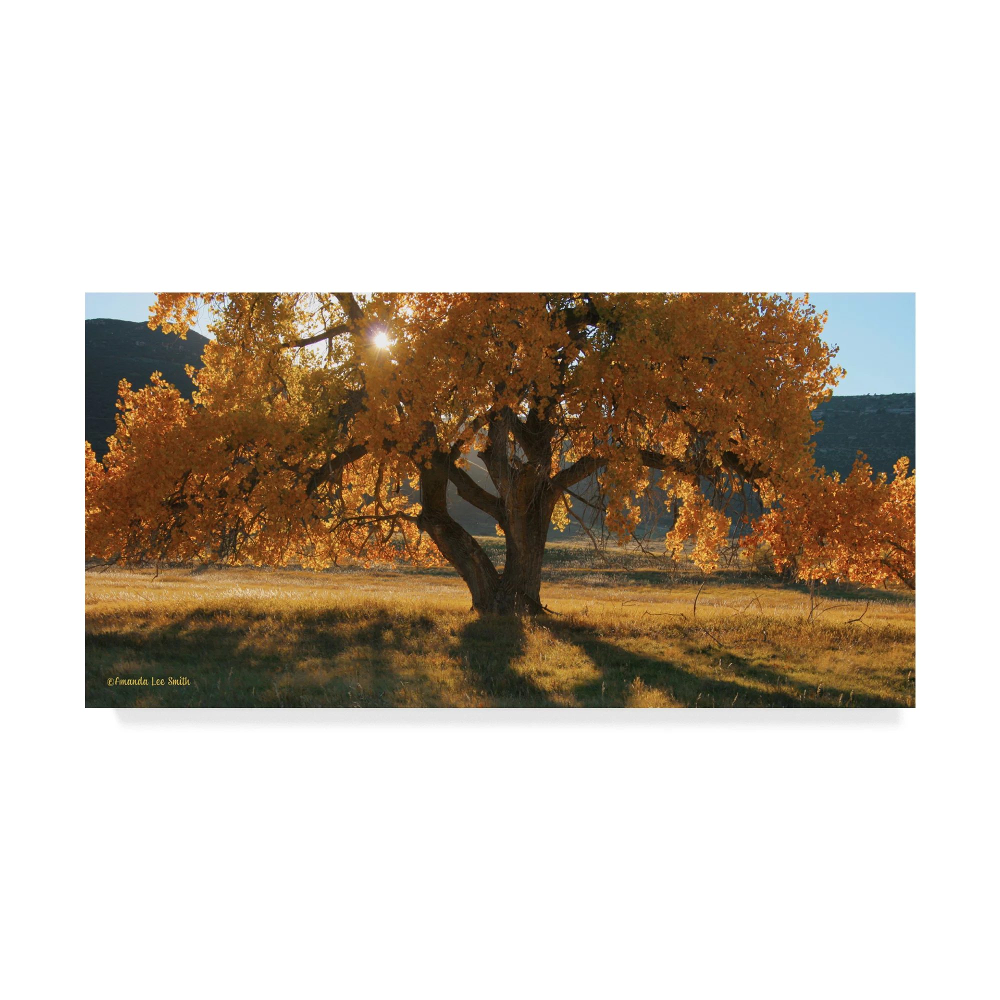 Trademark Fine Art 'Boxelders Autumn Tree' Canvas Art by Amanda Smith