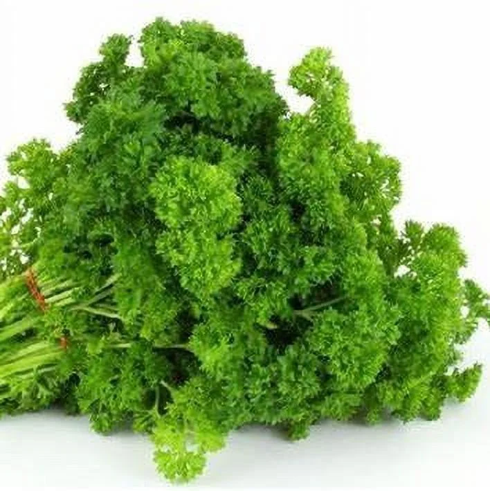 Parsley Seed , Triple Curled Parsley Seeds, Heirloom Non GMO, 100 Seeds,Parsley Seeds, Heirloom, Non GMO,Parsley Seeds