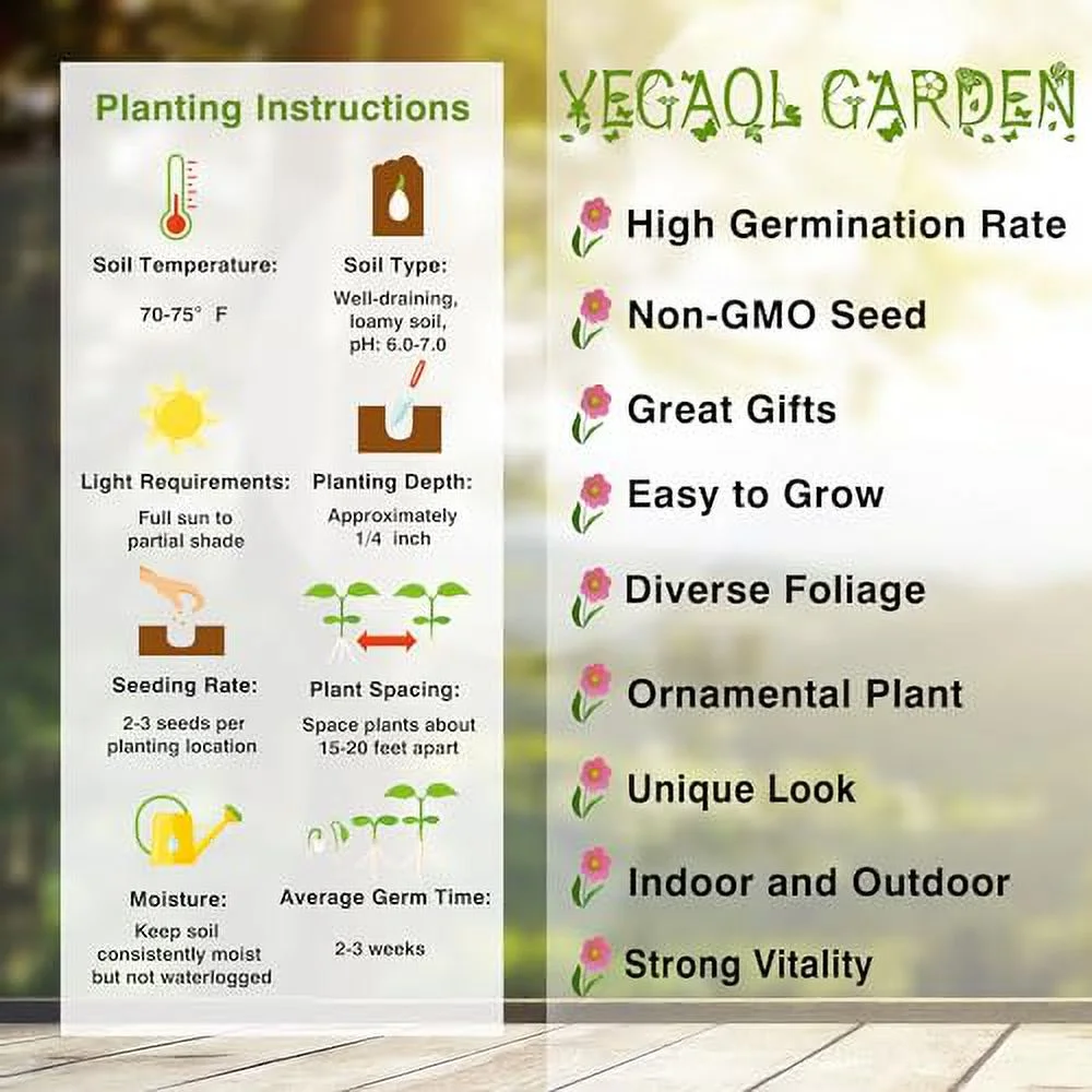 Catalpa Bignonioides Seeds Southern Catalpa Deciduous Tree Distinctive Appearance Large Heart-Shaped Leaves and Showy, Trumpet-Shaped Fragnrat Flowers Attract Bees 50Pcs by YEGAOL Garden