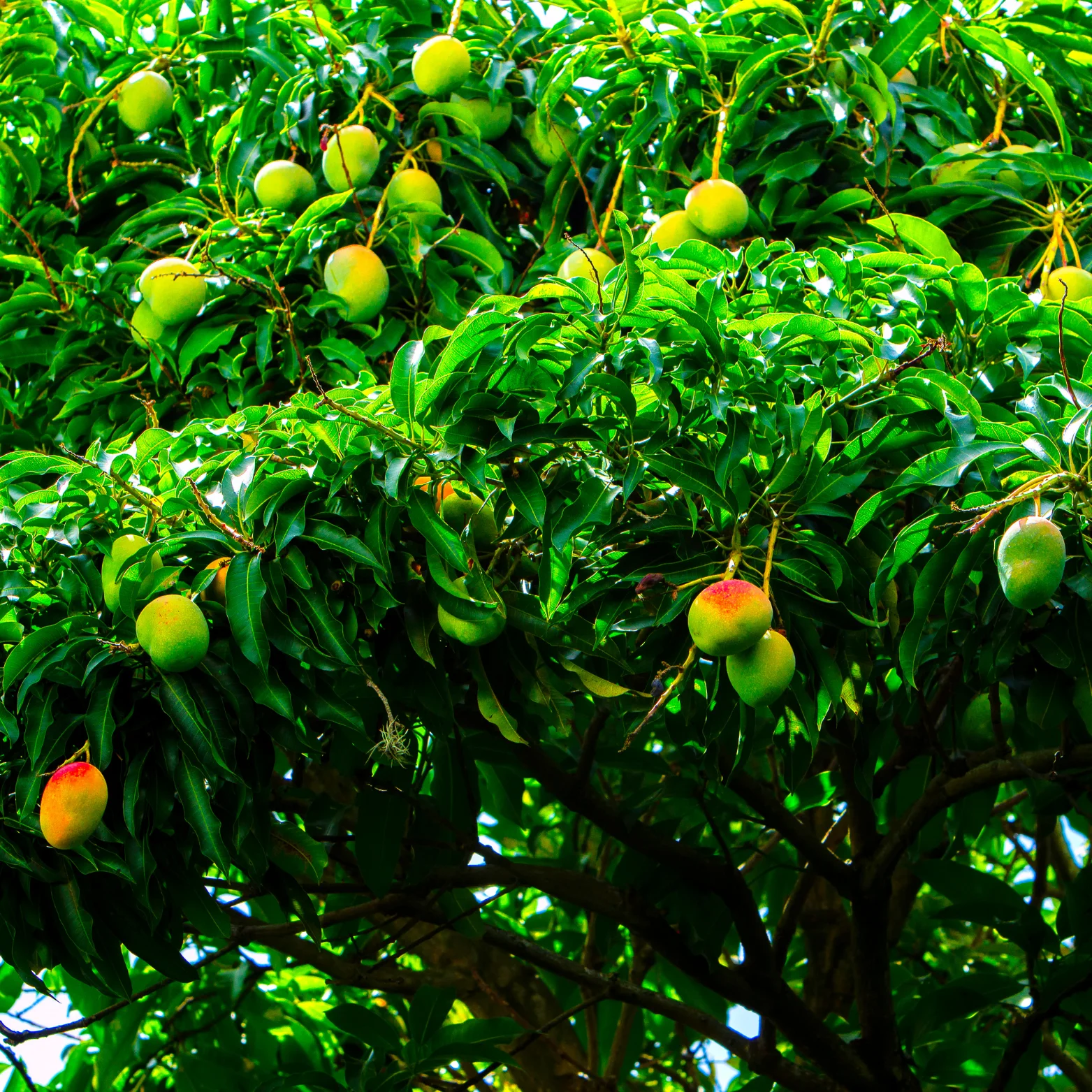 Witchy Pooh's Morning Mango Loose Leaf Mango Fruit Black Tea, 3oz Pouch