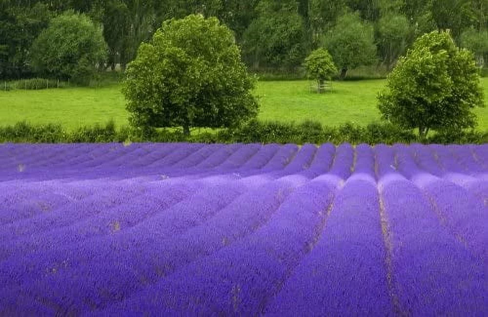 Lavender Common English Nice Garden Flower 200 Seeds By Seed Kingdom