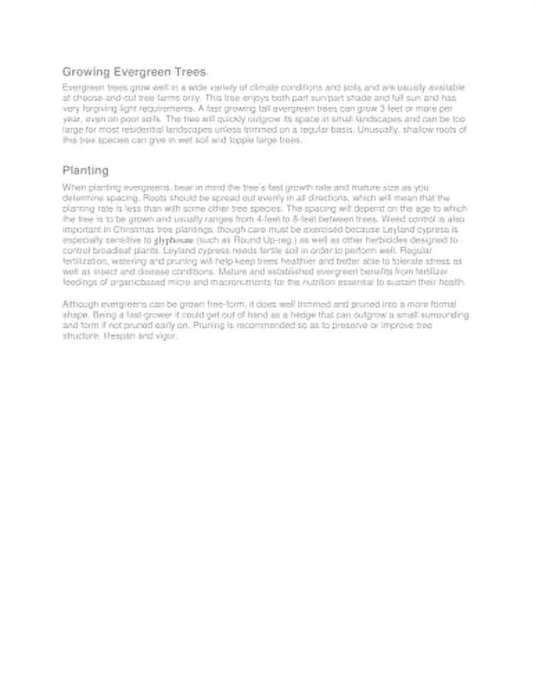 10 Thuja Green Giant Arborvitae 8-12