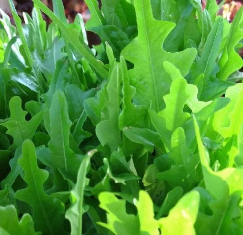 Royal Oakleaf Lettuce Salad Premium Seed Packet