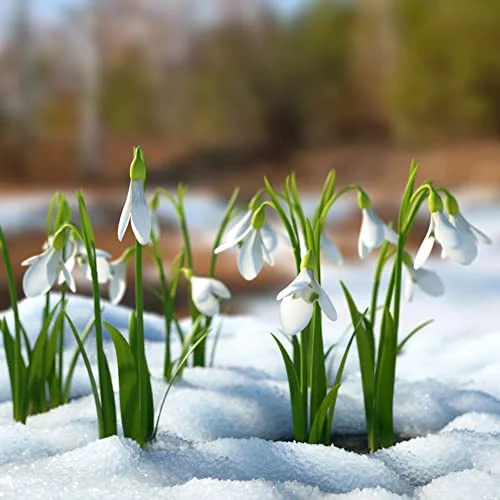 CHUXAY GARDEN Galanthus-Snowdrop 200 Seeds Hardy Flowering Plant Striking Landscaping Plant Grows in Just Weeks