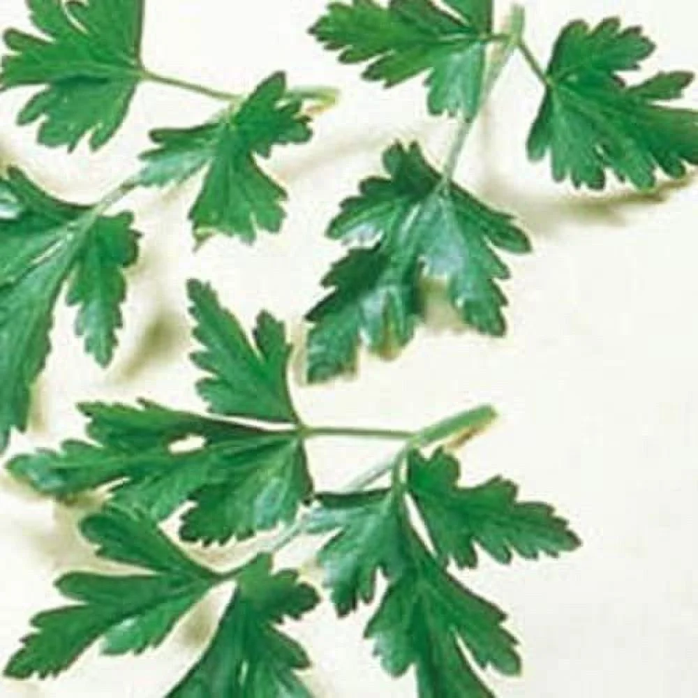 Todd's Seeds Plain / Single Parsley Heirloom Seed - 1g Packet