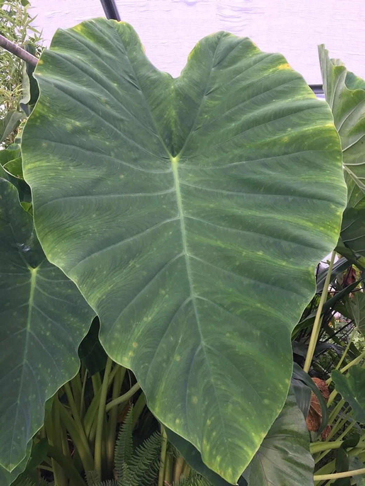 Live Colocasia Esculenta Elephant Ear Taro Bulbs