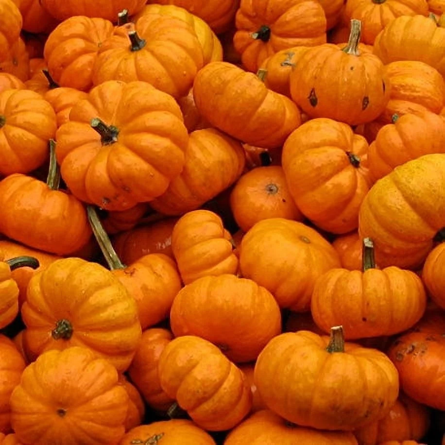 Eden Brothers Pumpkin Seeds - Jack Be Little Non-GMO Seeds for Planting, 1 Ounce | High-Yielding, Fast Growing Vegetable Seeds, Plant During Warm Season, Zones 3, 4, 5, 6, 7, 8, 9, 10