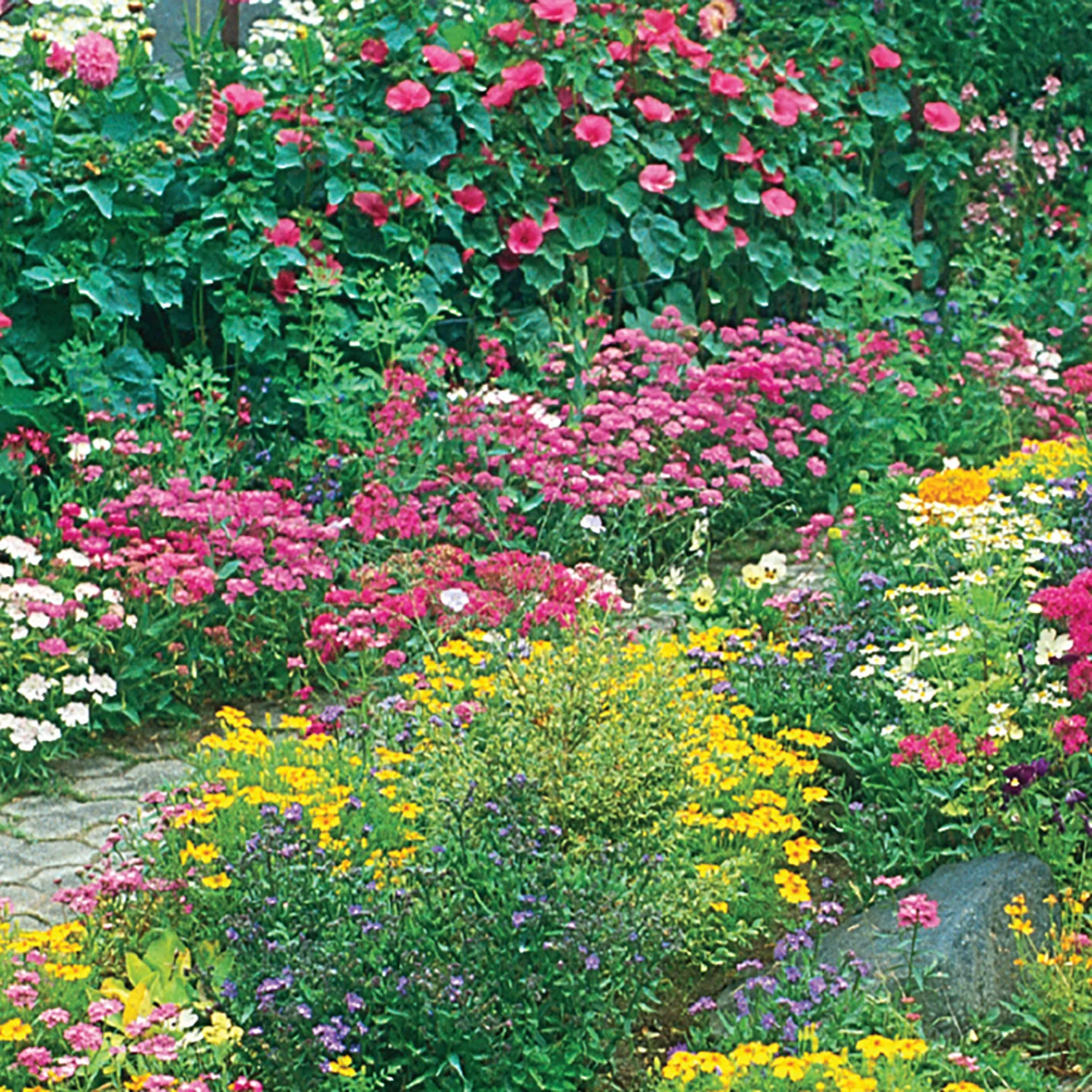 American Seed 1G Wildflower Perrennial Mix Flower Seeds Full Sun