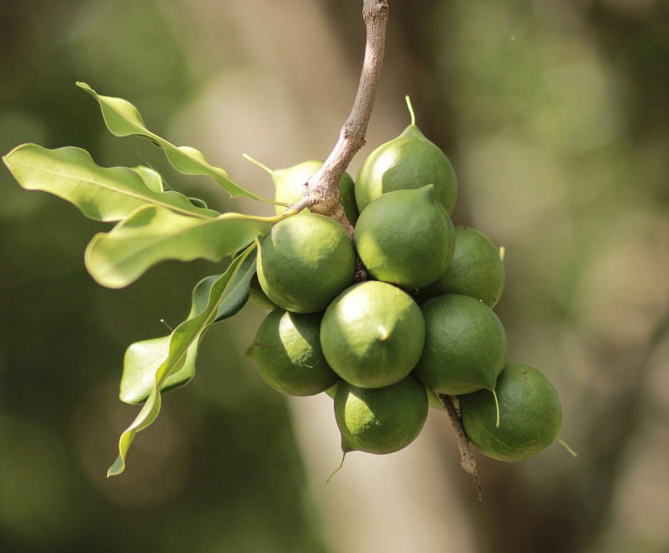 Buy 2 Pounds of Wholesome Macadamia Nuts in Shell ()  Grown in the Sunny California