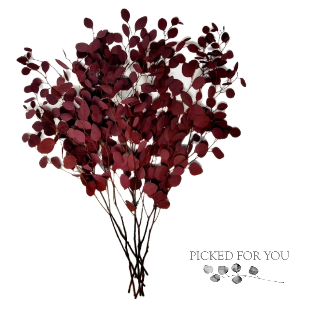 Preserved Silver Dollar Eucalyptus - Red