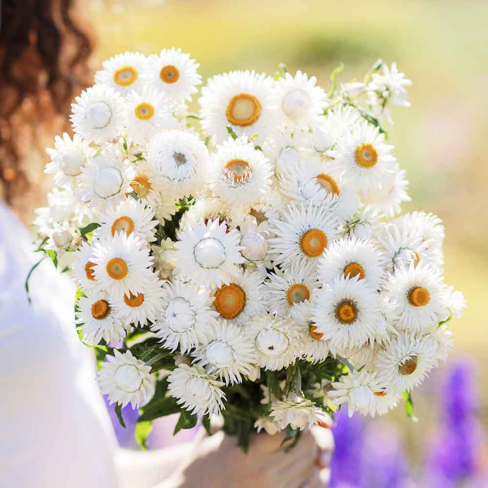 Strawflower Seeds - White - 1 Ounce - White Flower Seeds,   Attracts Bees, Attracts Butterflies, Attracts Pollinators, Easy to Grow & Maintain, Cut Flower Garden