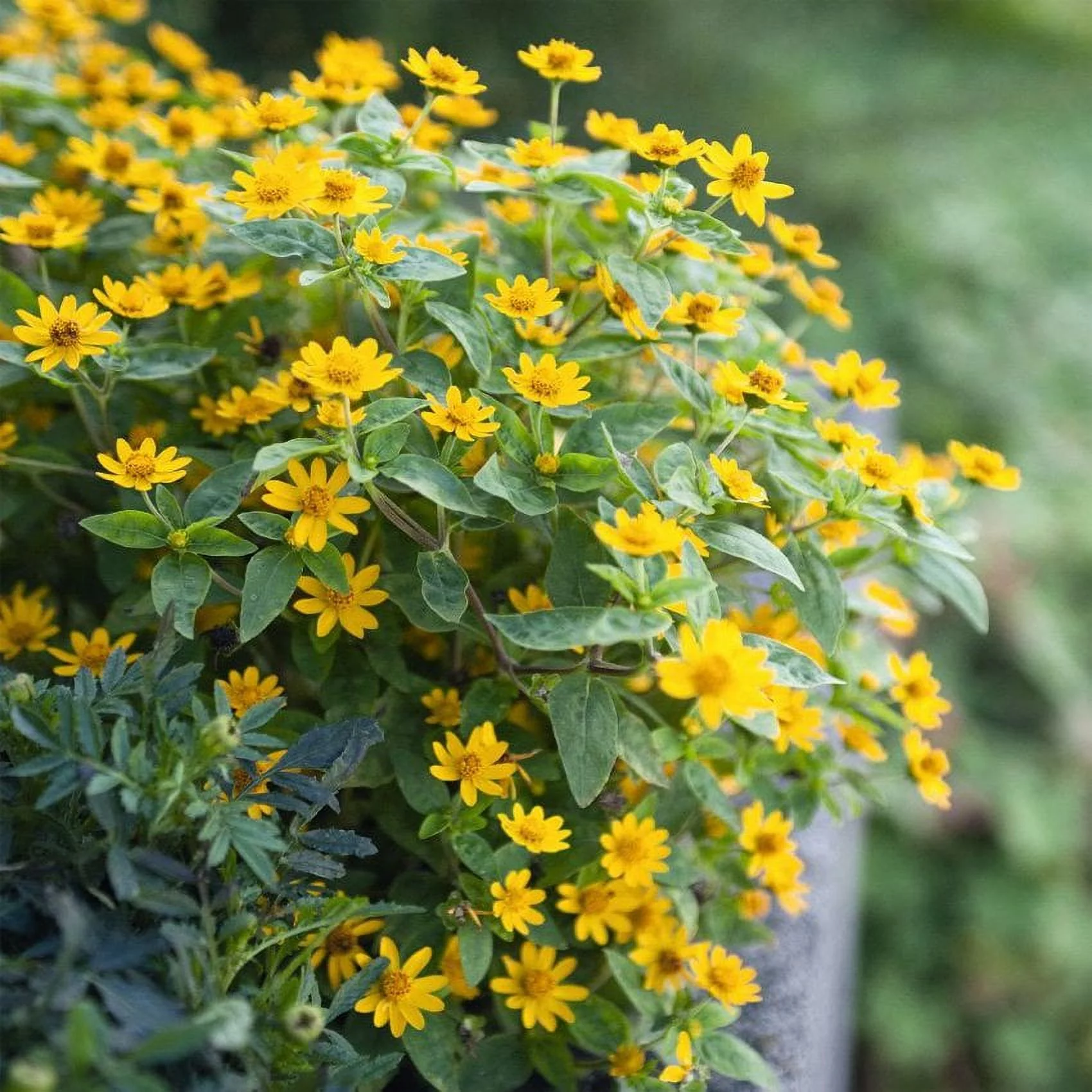 Melampodium Derby Seeds - Butter Daisy Melampodium Paludosum Ground Cover Seed - 400 Seeds