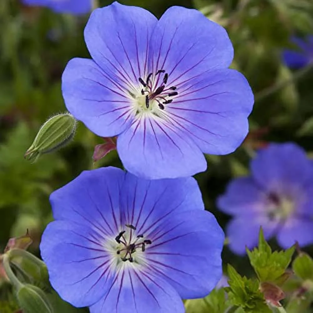 Geranium 'Rozanne' Seeds Perennial Long Blooming Period Plant Attract Bees & Butterflies Low Maintenance Ground Cover 55Pcs Flower Seeds by YEGAOL Garden