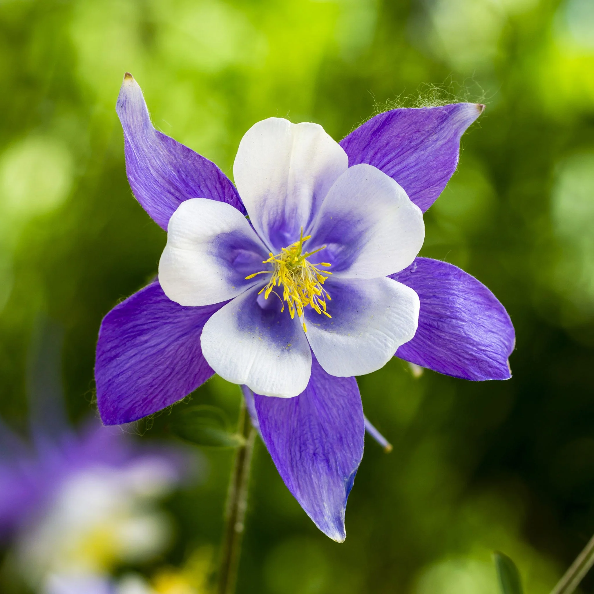 Blue Columbine Seeds - 1/4 Pound - Blue/White Flower Seeds,  Heirloom Seed  Attracts Bees, Attracts Butterflies, Attracts Hummingbirds, Attracts Pollinators, Extended Bloom Time, Container Garden