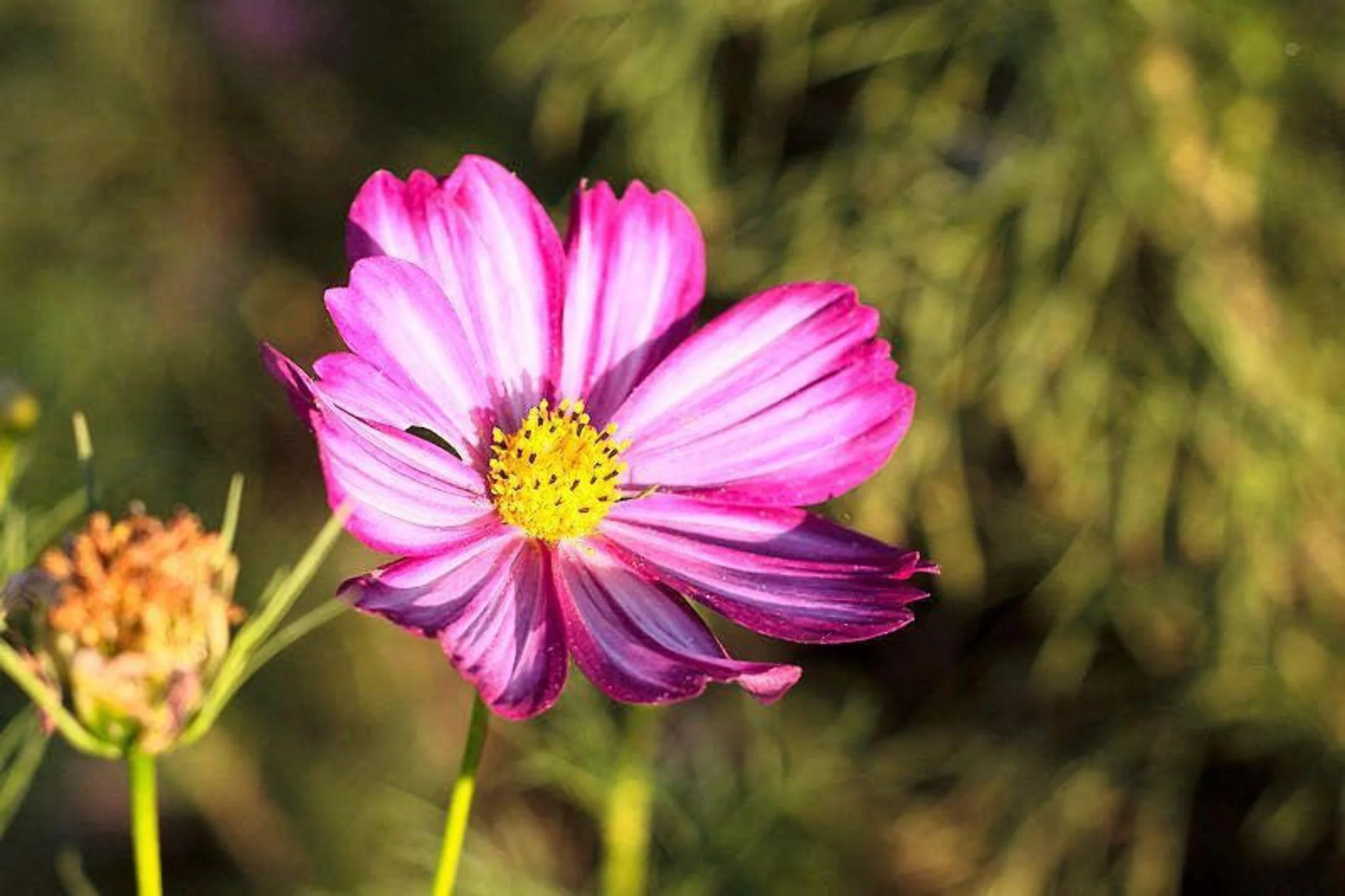 300 CANDY STRIPE COSMOS Cosmos Bipinnatus Flower Seeds