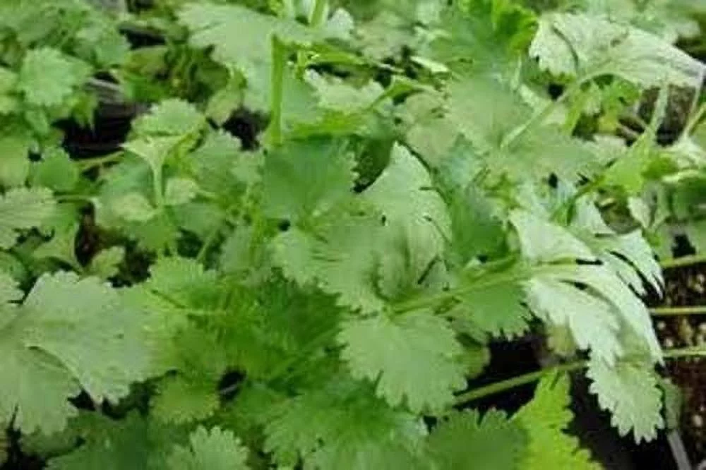 Cilantro Slow Bolting Also Known As Coriander Chinese Parsley Great Herb Heirloom Vegetable Bulk 5 Lb Seeds