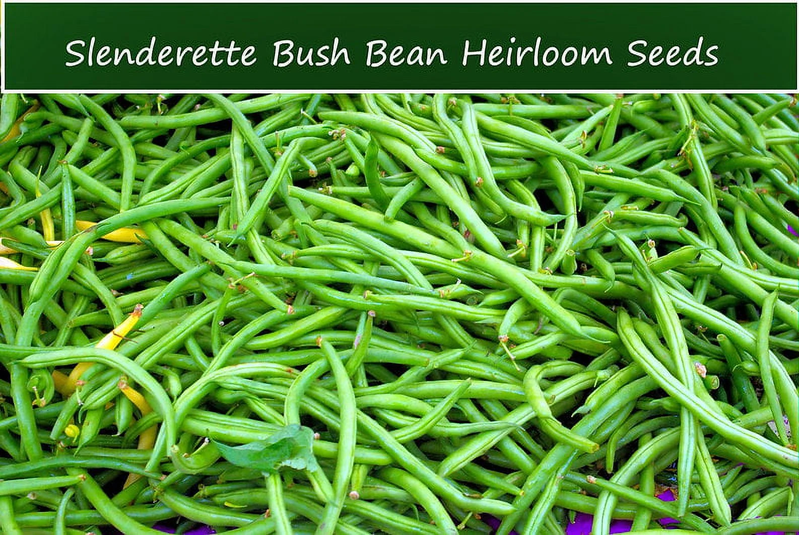 Vegetable Seeds- Bean-Slenderette Bush Bean- 100 seeds - 5-6 inch pods No Staking! High Yields- Long- Crisp- Tasty -Fresh -Canned or Frozen