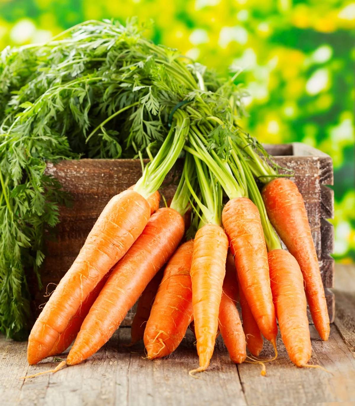 Earthcare Seeds - Carrot Scarlet Nantes 1500 Seeds (Daucus Carota SN) Heirloom - Open Pollinated