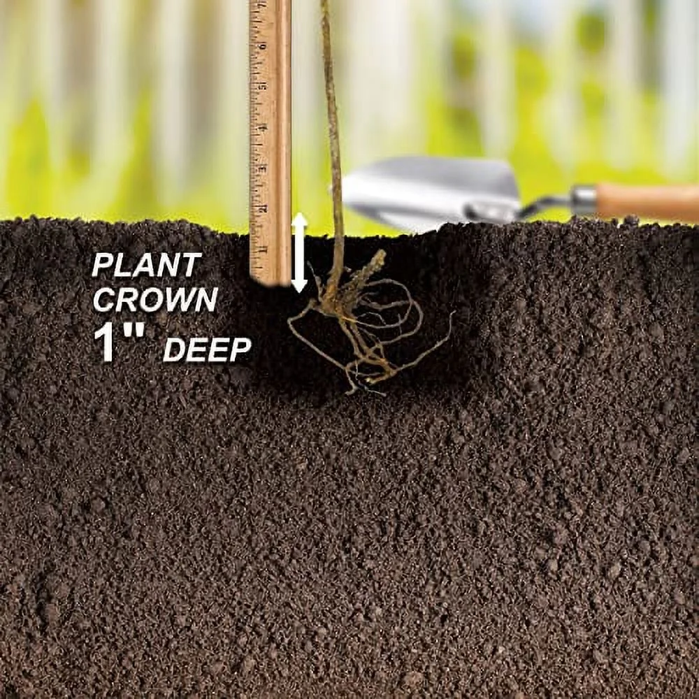 Garden State Bulb Pink Beauty Hydrangea Shrub, Live Bare Root (Bag of 1)