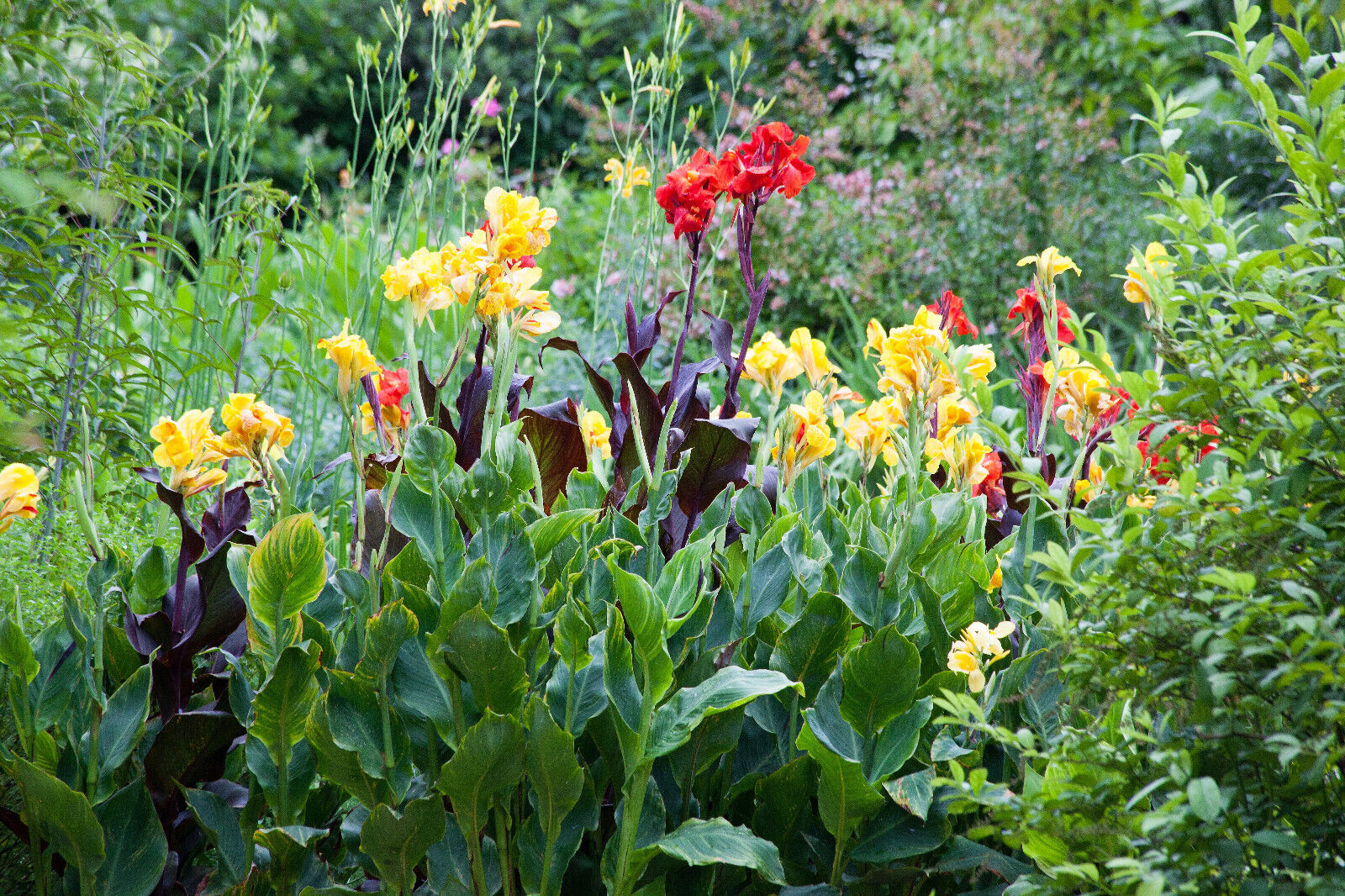 5 YELLOW CANNA LILY Indian Shot Canna Indica Flower Seeds *Flat S/H