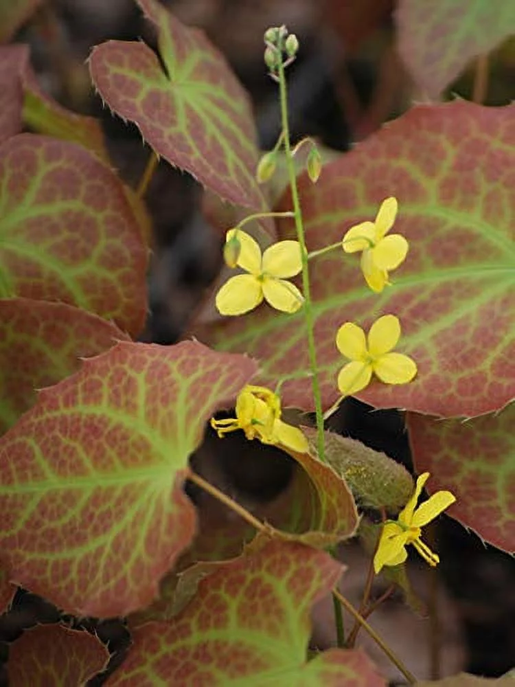 Perennial Farm Marketplace Epimedium x 'Frohnleiten' (Barrenwort) Perennial, 1 Quart, Bright Yellow Flowers