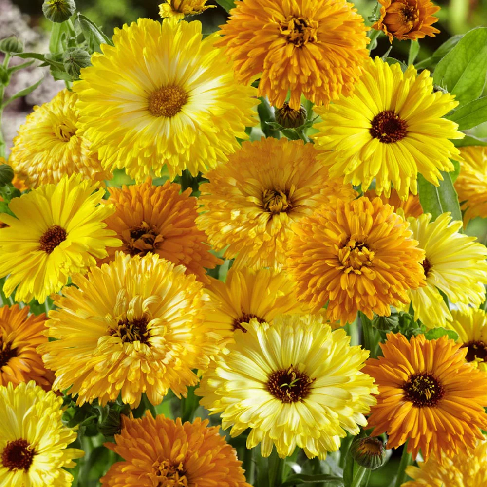 Outsidepride Calendula Flower Seed Mix - 0.25 LB