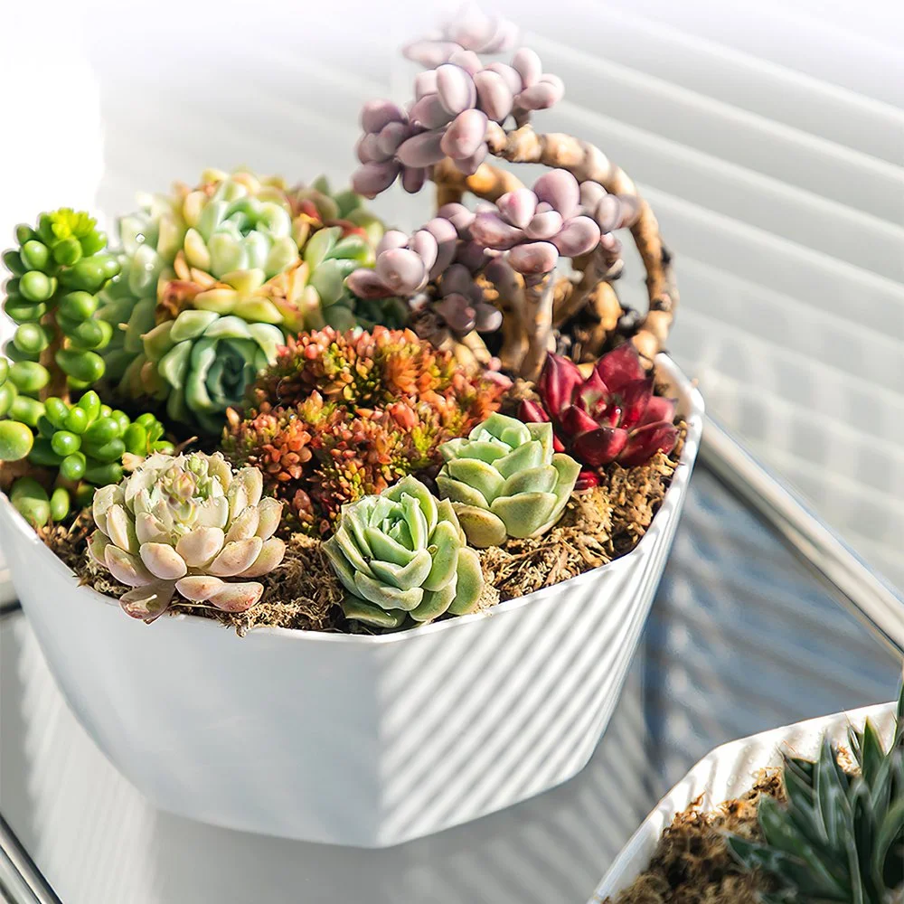 Flower Pots Large Diameter Plastic Planters with Drainage Hole Modern Planting Pots Great for Herbs African Violets Foliage