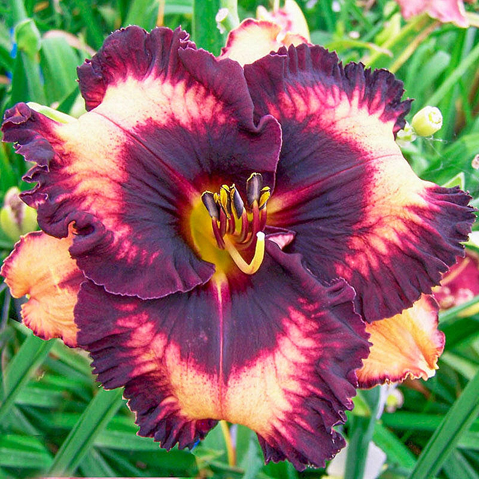 Daylily Bulbs,  Daylilies ,Wild Daylilies,Daylily Bulbs Reblooming,Flower Pots,Daylily Plant, Daylily, Daylily Bulbs For Sale