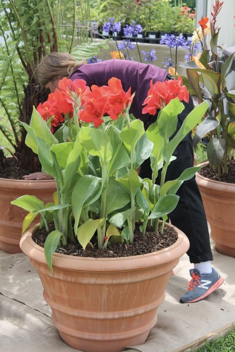 Canna Lily Bulbs - The President Red Canna Rhizomes/Bulbs/Roots (3 Pack)