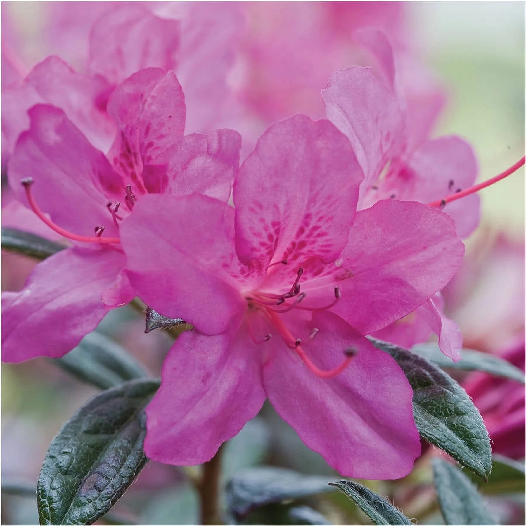 Encore Azalea Autumn Amethyst (1 Gallon) Lavender Purple Flowering Shrub - Full Sun Live Outdoor Plant