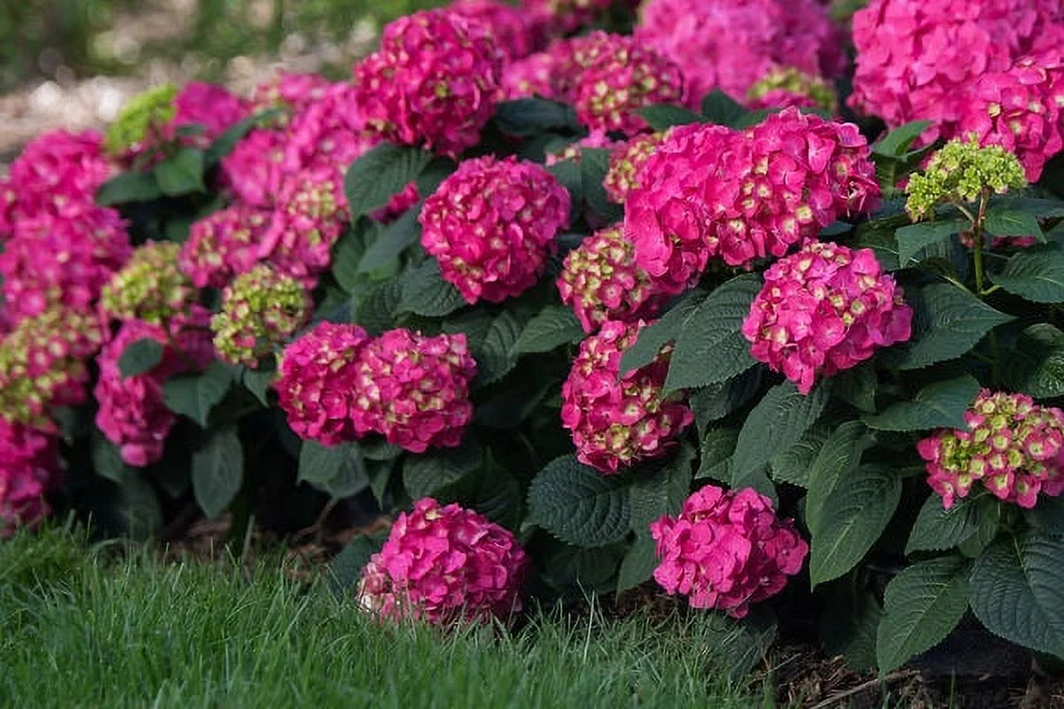 Endlesssummer Hydran Endless Summer Hydrangea Summer Crush