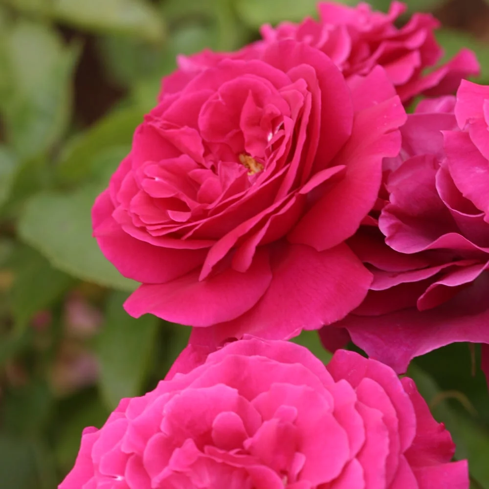 Pink Peace Hybrid Tea Rose by Heirloom Roses - Live Rose Plant