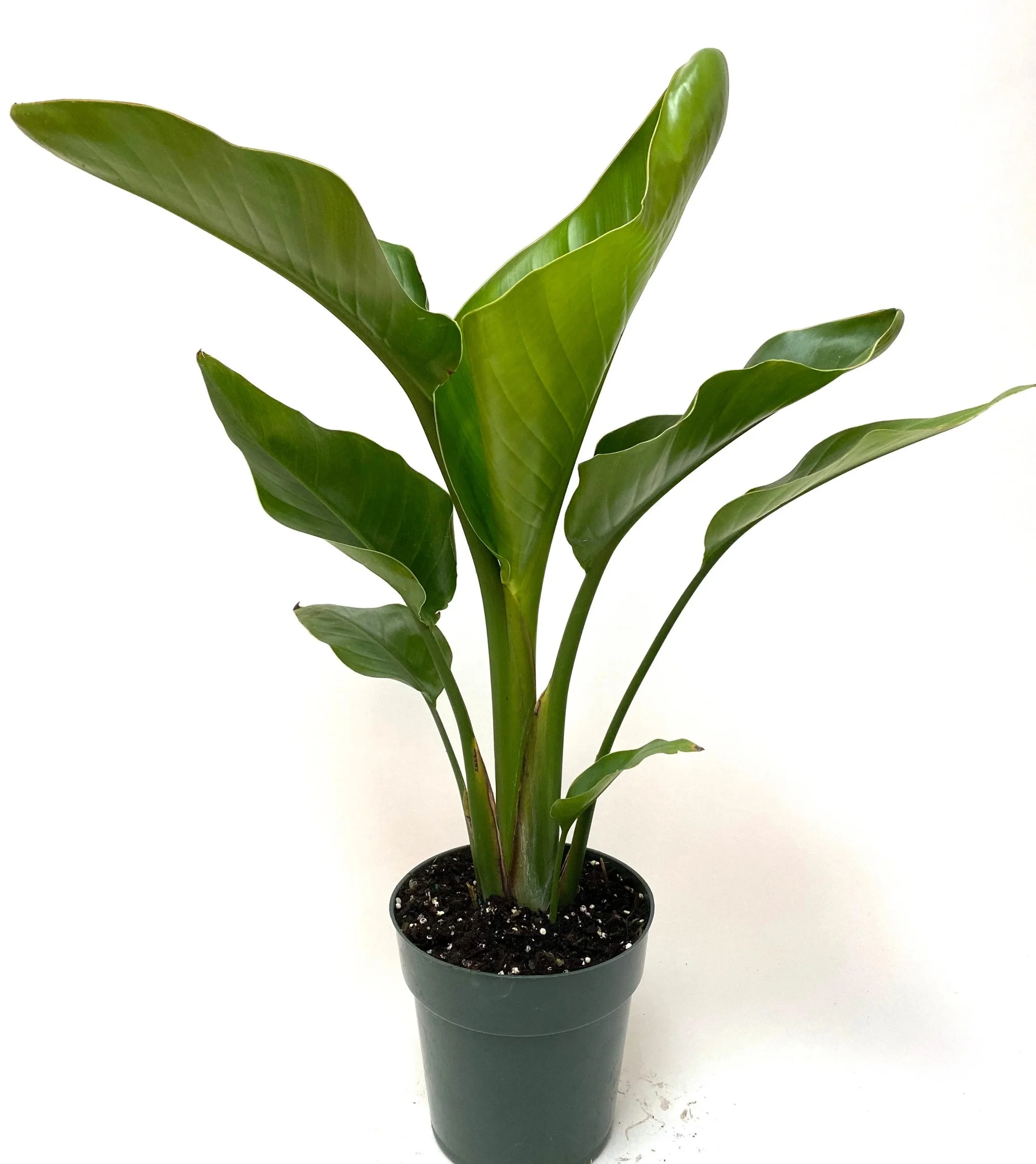 Bird of Paradise White, Strelitzia Nicolai 2-3ft High