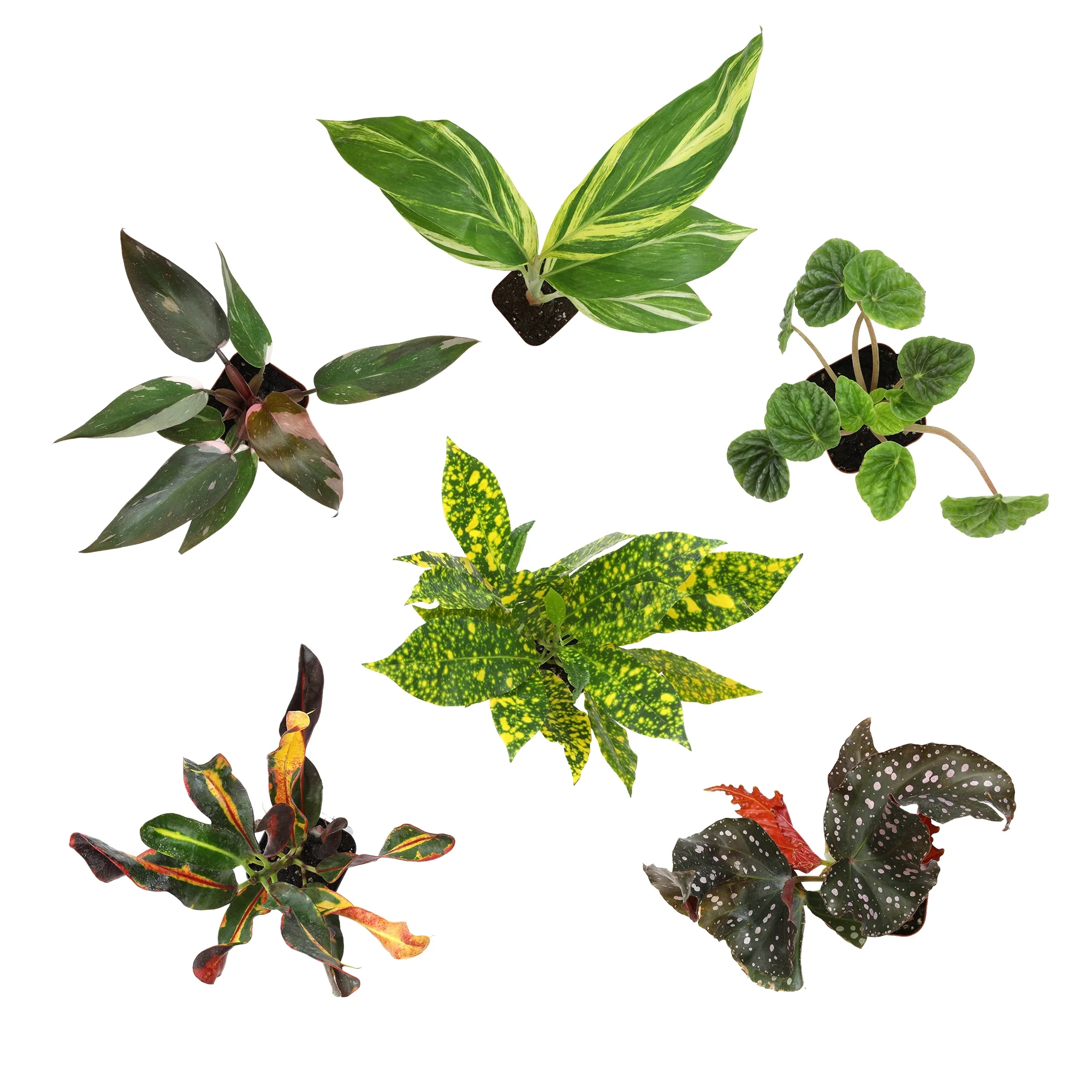 Premium Houseplant Pack | 6 Easy Plants, 2in. Grow Pots; Filtered Sun | Element by Altman Plants