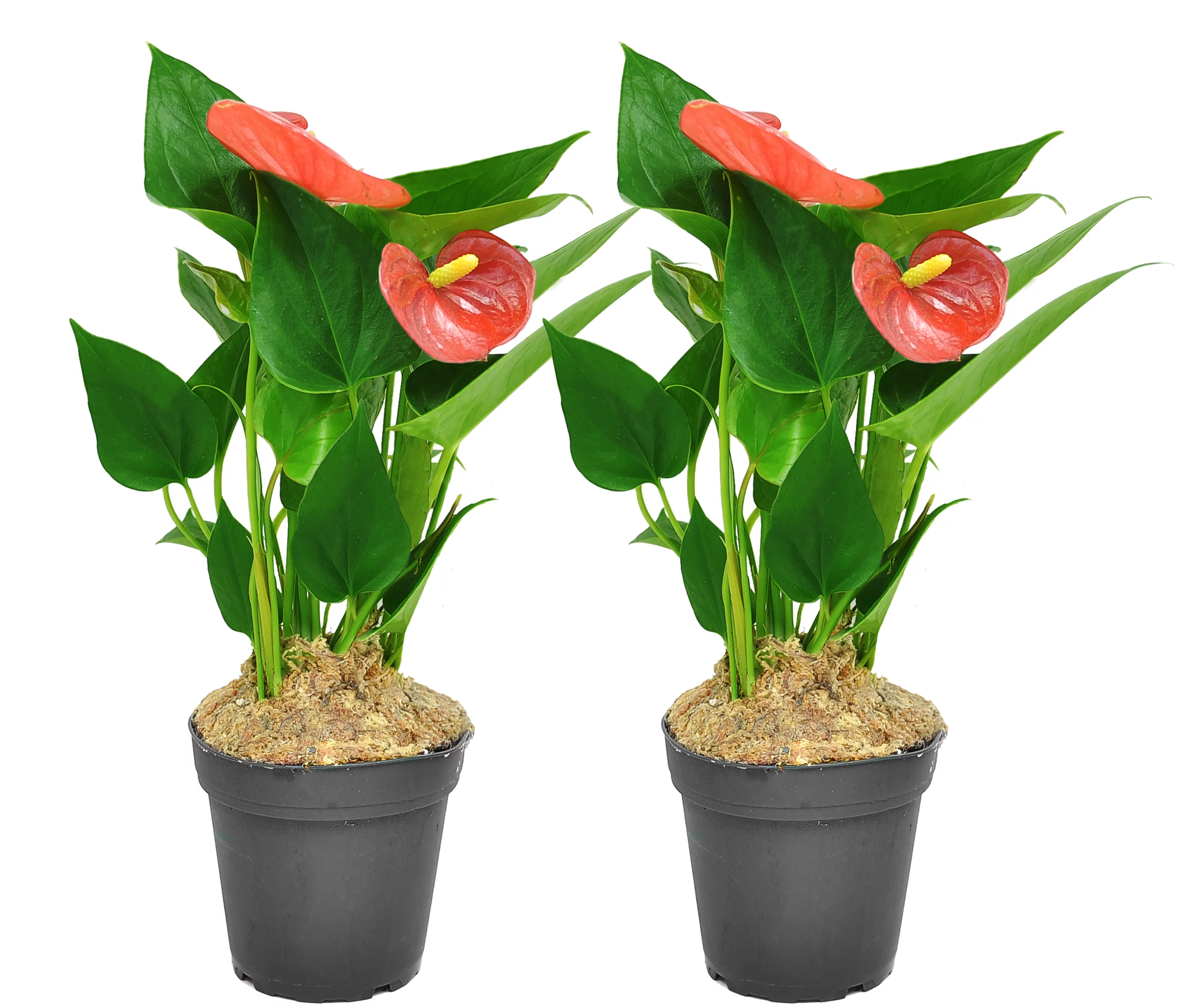 Costa Farms Live Indoor 12in. Tall Red Anthurium; Bright, Indirect Sunlight Plant in 4in. Grower Pot, 2-Pack