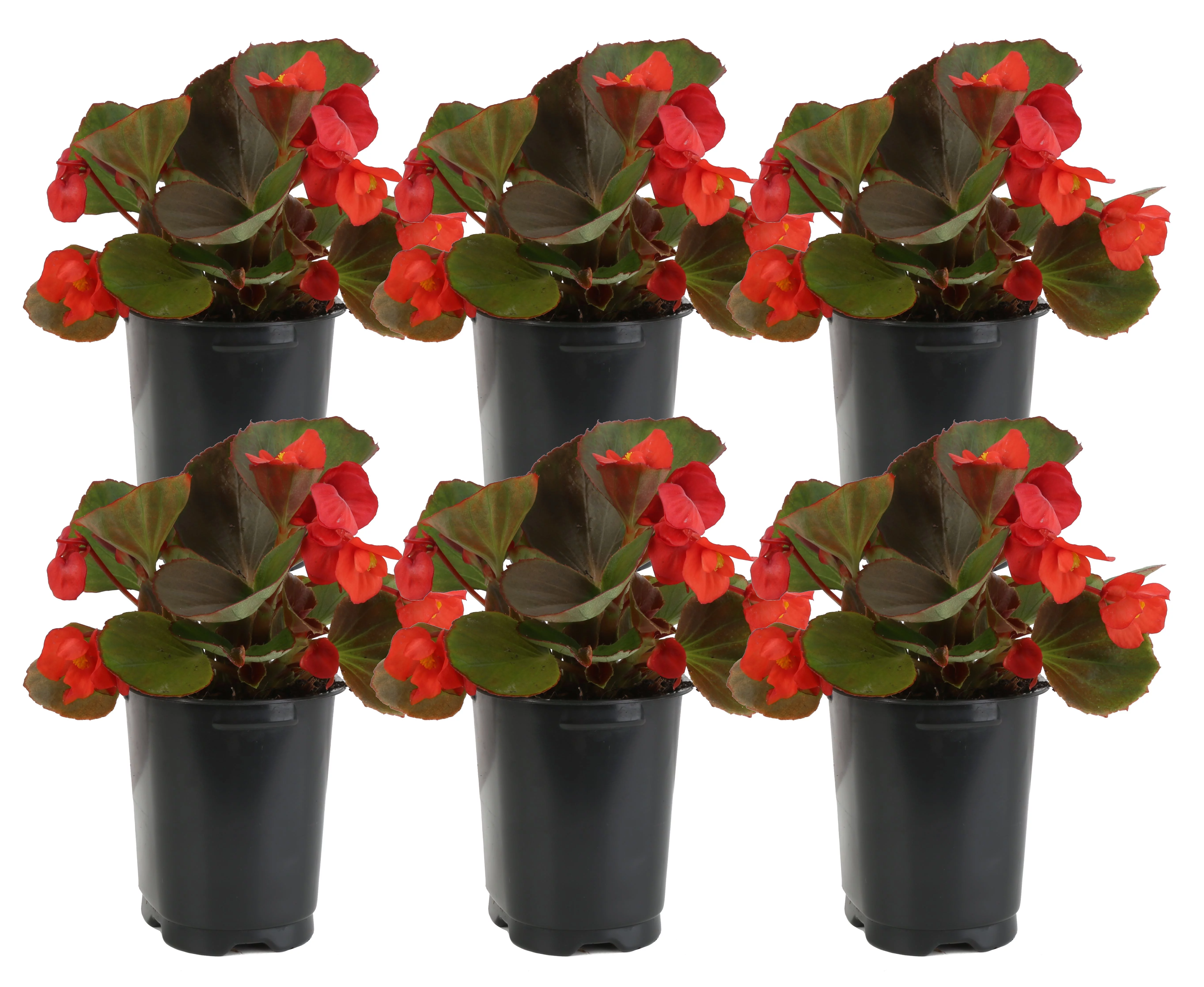 Red Wax Begonia; Partial Shade Outdoors Plant 3.5in. Grower Pot, 6-Pack