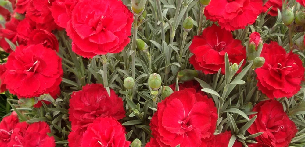 Early Bird™ Radiance Dianthus - Double Red Blossoms - Live Plant -  Quart Pot
