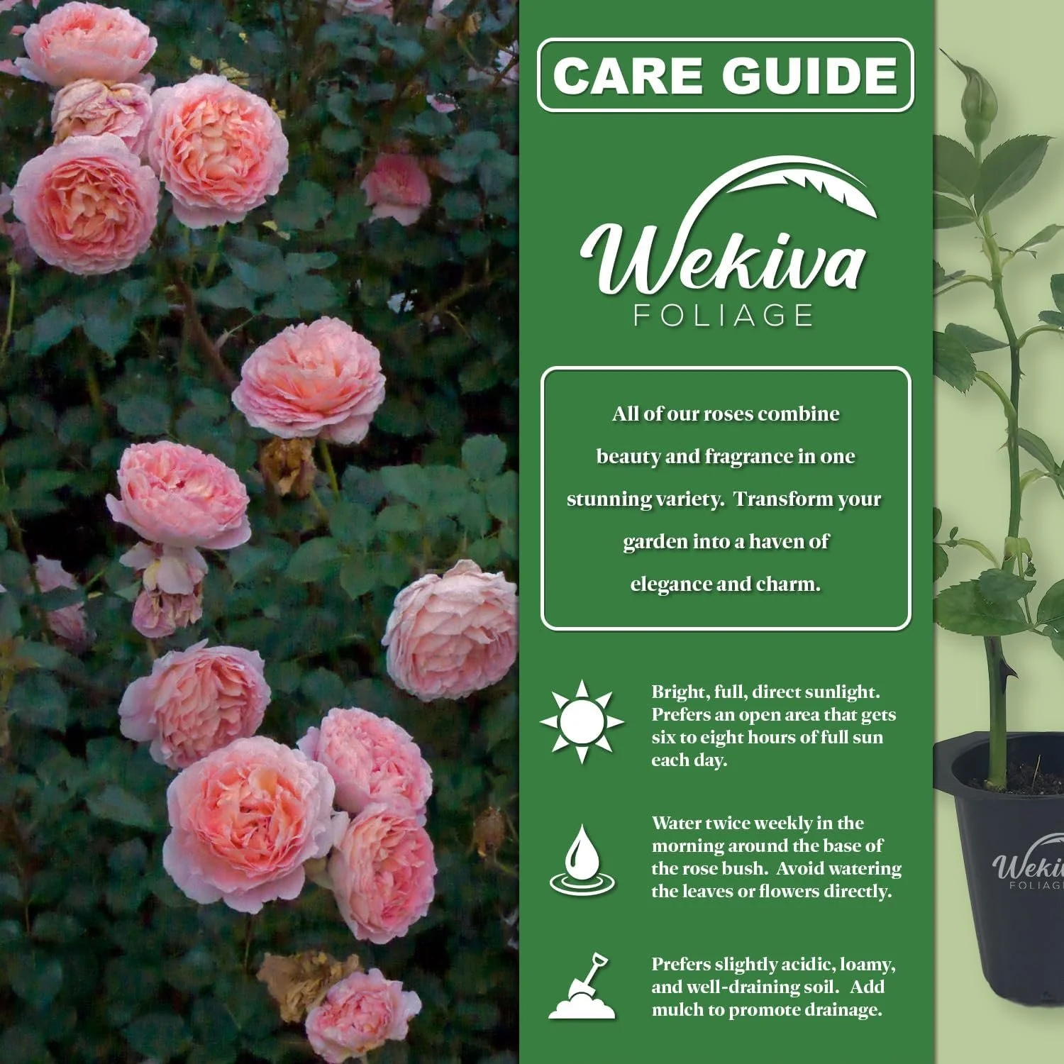 Abraham Darby Rose Bush - Live Starter Plant in a 2 Inch Pot - Beautifully Fragrant Heirloom Rose from Florida - A Versatile Beauty with a Rich Fragrance